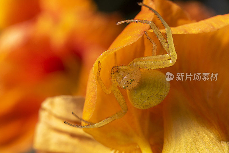 黄花蟹蛛(Misumena vatia)